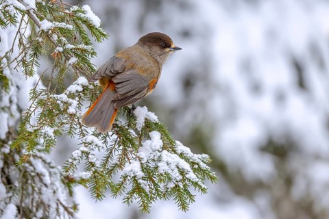 Siberian jay (Perisoreus infaustus, Corvus infaustus) perched in spruce tree in snow covered taiga