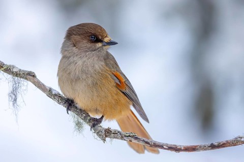Siberian jay (Perisoreus infaustus, Corvus infaustus) perched in tree in snow covered taiga in