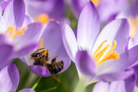 Elfin crocus (Crocus tommasinianus) with honey bee (Apis mellifera), Emsland, Lower Saxony,