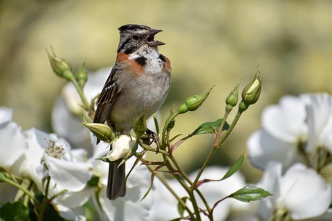 Morning Bunting (Zonotrichia capensis) on white roses in the Rosedal Rose Garden in Buenos Aires,