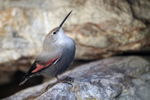 Wallcreeper (Tichodroma muraria), standing on rocks, captive, Alpenzoo Innsbruck, Tyrol, Austria,