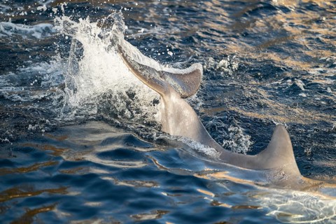 Common bottlenose dolphin (Tursiops truncatus) or Atlantic bottlenose dolphin playing in the water,