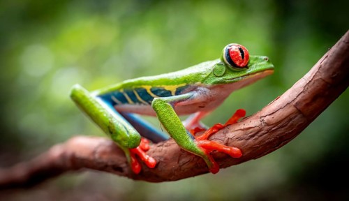 Red-eyed tree frog (Agalychnis callidryas), sitting on a branch, Heredia province, Costa Rica,