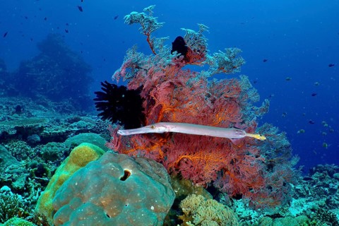 A diverse underwater landscape with colourful corals, Chinese trumpetfish (Aulostomus chinensis)