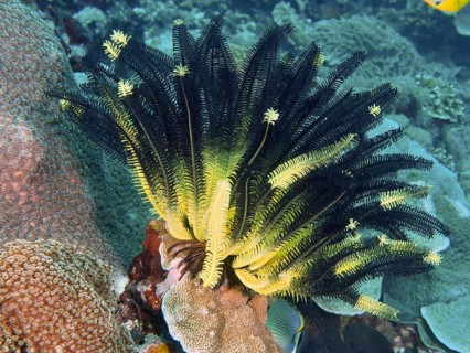 Bright yellow-black Yellow Feather Star, Bushy Feather Star, Variable Yellow Feather Star (Comaster