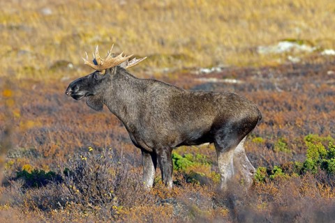 Moose, elk (Alces alces), adult bull, male foraging on the tundra in autumn, fall, Sweden,