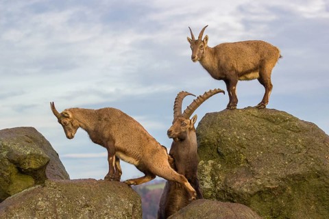 Two ibex (Capra ibex), a male and a female, stand on a rock. The male shows some flehming and