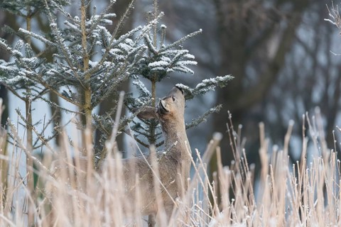 Roe deer between fir trees with hoar frost at minus 15 °C. Feeding on the needles