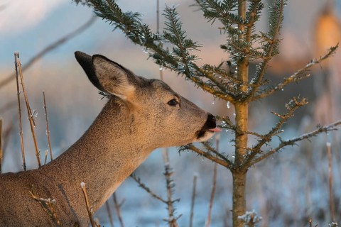 Roe deer between fir trees with hoar frost on the ground at minus 15 °C. Feeding on the needles