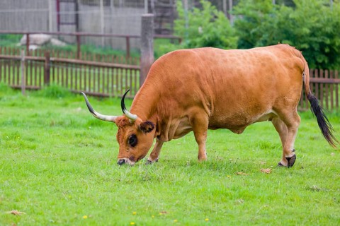 Cachena cattle bull (Bos primigenius taurus), a breed from Portugal and Galicia, Spain, Europe
