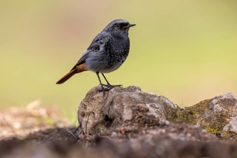 Redstart (Phoenicurus ochruros), on stone, Andalusia, Spain, Europe