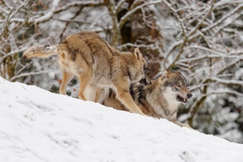 A young grey wolf (Canis lupus lupus) plays with its father on the sloping, snow-covered meadow on