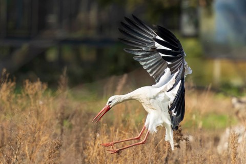 Stork landing with wings wide open over a meadow in a natural environment, white stork (Ciconia
