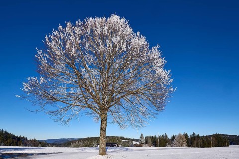 Freestanding snow-covered tree against a deep blue cloudless sky, hilly winter landscape,