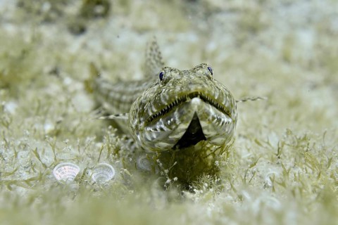 A fish with camouflage pattern, diamond lizardfish (Synodus synodus), lying on seagrass on the