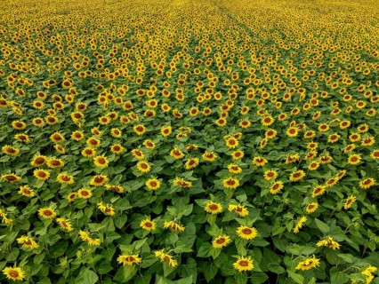 Sunflower field near Holzhausen, town of Rheinau, aerial view, Ortenau district, Baden-Württemberg,