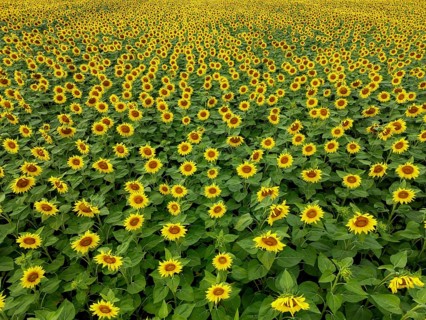 Sunflower field near Holzhausen, town of Rheinau, aerial view, Ortenau district, Baden-Württemberg,
