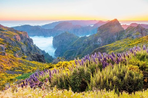 View from Pico do Arieiro of mountains over clouds with Pride of Madeira flowers and blooming