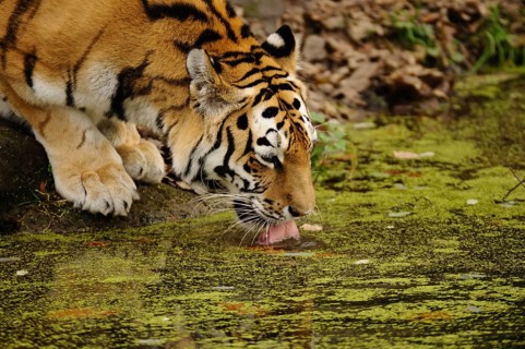 Tiger carefully drinking water from a pond in the forest, Siberian tiger (Panthera tigris altaica),