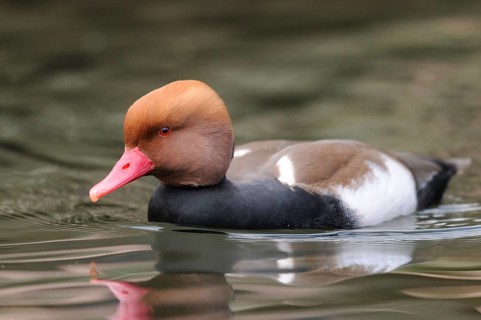 A duck with a brown head and red beak swimming in the water, red-crested pochard (Netta rufina),