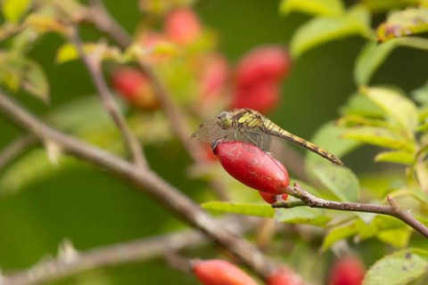 Common darter dragonfly (Sympetrum striolatum) adult female insect on a rosehip fruit in the