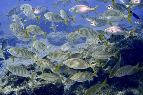 A dense shoal of goldfish (Sarpa salpa) moves through the current over rocks, dive site Montana