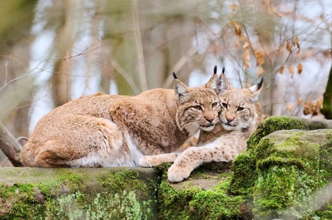 Eurasian lynx (Lynx lynx) mother with her youngster lying on a rock, Bavaria, Germany, Europe