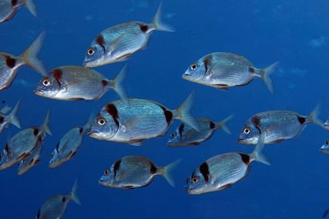 Underwater photo of Small shoal of two-banded seabream (Diplodus vulgaris) Seabream, food fish,