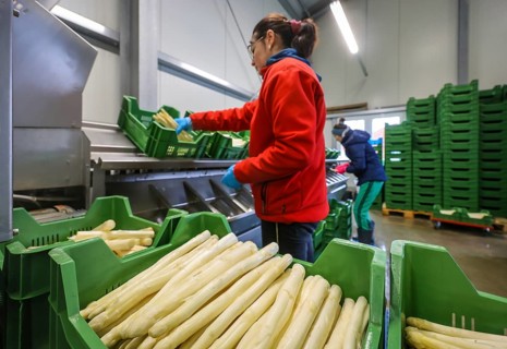 Wesel, North Rhine-Westphalia, Germany, harvest workers from Eastern Europe wash and sort the