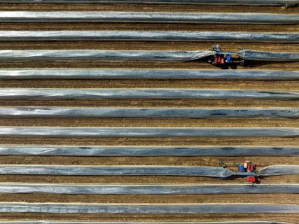 Wesel, North Rhine-Westphalia, Germany, Harvest workers from Eastern Europe harvest the first