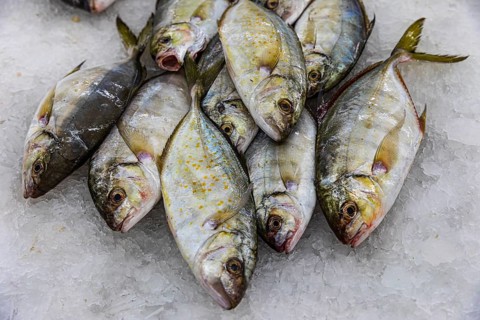 Fish on display at the fish market in Mutrah, Muscat, Arabian Peninsula, Sultanate of Oman