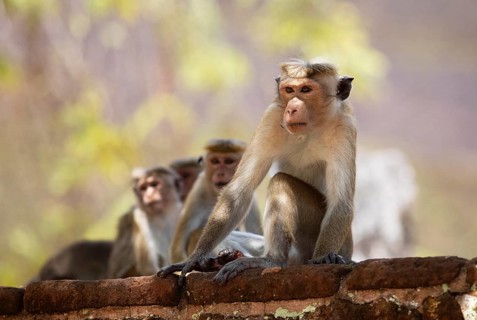 Ceylon hat monkeys (Macaca sinica) in the ruined city of Polonnaruwa, Central Province, Sri Lanka,