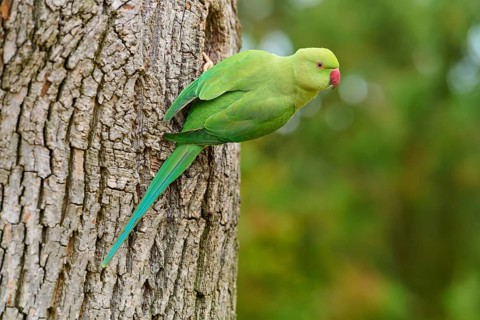 Green collared parakeet (Psittacula krameri), sitting in the nesting hole of a tree, looking