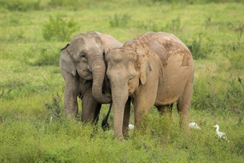 Indian elephants (Elephas maximus indicus), Khiri Khan, Hua Hin, Kui Buri National Park, Thailand,
