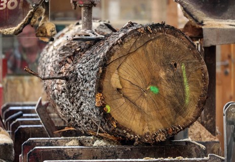 Solingen, North Rhine-Westphalia, Germany - Oak logs on the bandsaw in the sawmill, construction