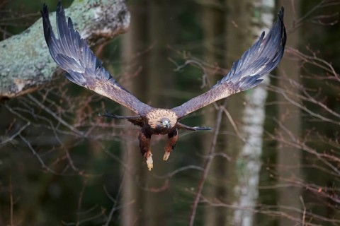 Golden eagle in flight (Aquila chrysaetos) Bavaria, Germany, Europe