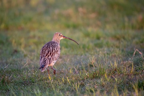 Eurasian curlew (Numenius arquata), Ochsenmoor, Dümmer, Lemförde, Lower Saxony, Germany, Europe
