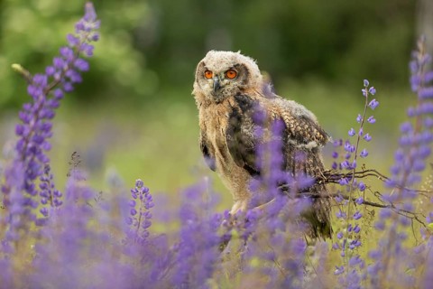 One young Eurasian Eagle Owl, Bubo bubo, sitting on a twig between lupines growing on a meadow