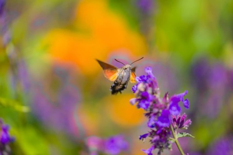 A hummingbird hawk-moth (Macroglossum stellatarum) hovering to drink from a blossom