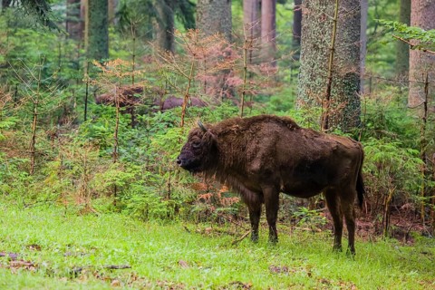 An adult female European bison (Bison bonasus) stands in a clearing in a dense forest