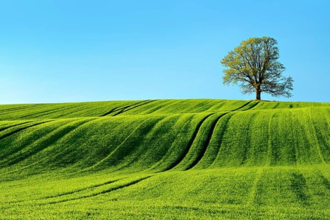 Solitary oak tree in the evening light, green field with rolling hills in spring, near Triptis,