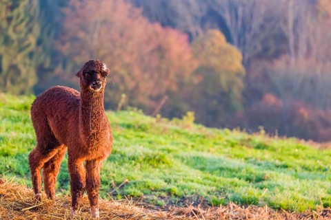 A young brown Alpaca (Vicugna pacos) stands on a green meadow