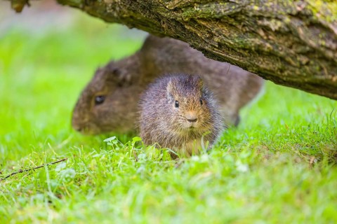 A young and an adult Brazilian guinea pig (Cavia aperea) graze on a green meadow