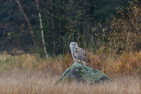 One Siberian Eagle Owl (Bubo bubo sibiricus) sitting on a rock between tall reed grass lakeshore on