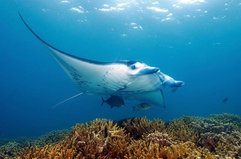 Underwater photo of reef manta (Manta alfredi) Manta, devil ray, winged ray, plankton eater,