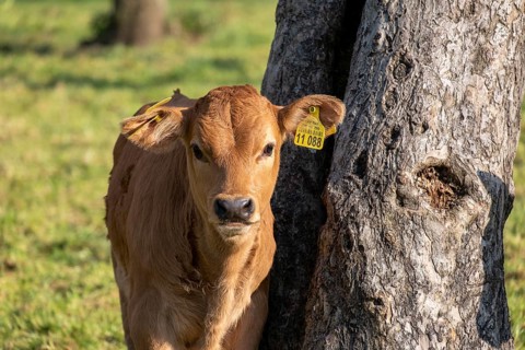 Murnau Werdenfelser cattle, calf, cow, cows in a meadow, Bad Heilbrunn, Upper Bavaria, Bavaria,
