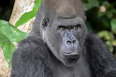 Western lowland gorilla (Gorilla gorilla gorilla), portrait, Réserve Lésio-Louna nature reserve,