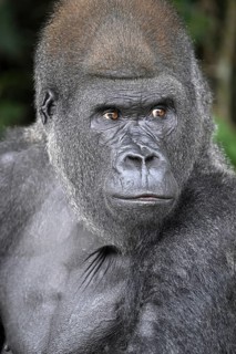 Western lowland gorilla (Gorilla gorilla gorilla), portrait, Réserve Lésio-Louna nature reserve,