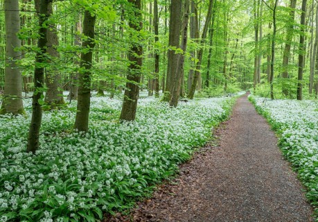 Path through a near-natural deciduous forest, copper beech forest (Fagus sylvatica) with flowering