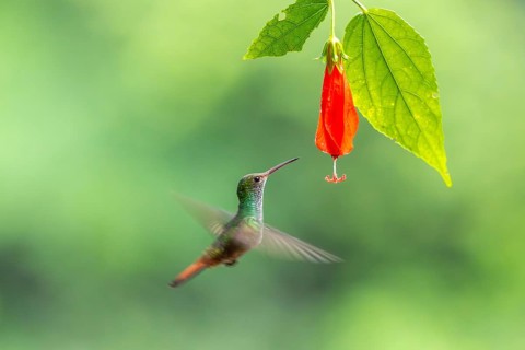 Brown-tailed Amazon (Amazilia tzacatl), Hummingbird (Trochilidae), Swiftbirds (Apodiformes), Laguna